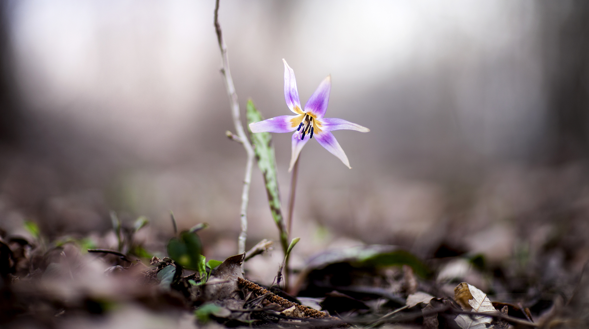 '我花开后百花杀'的含义：时间、改变和生命的轮回