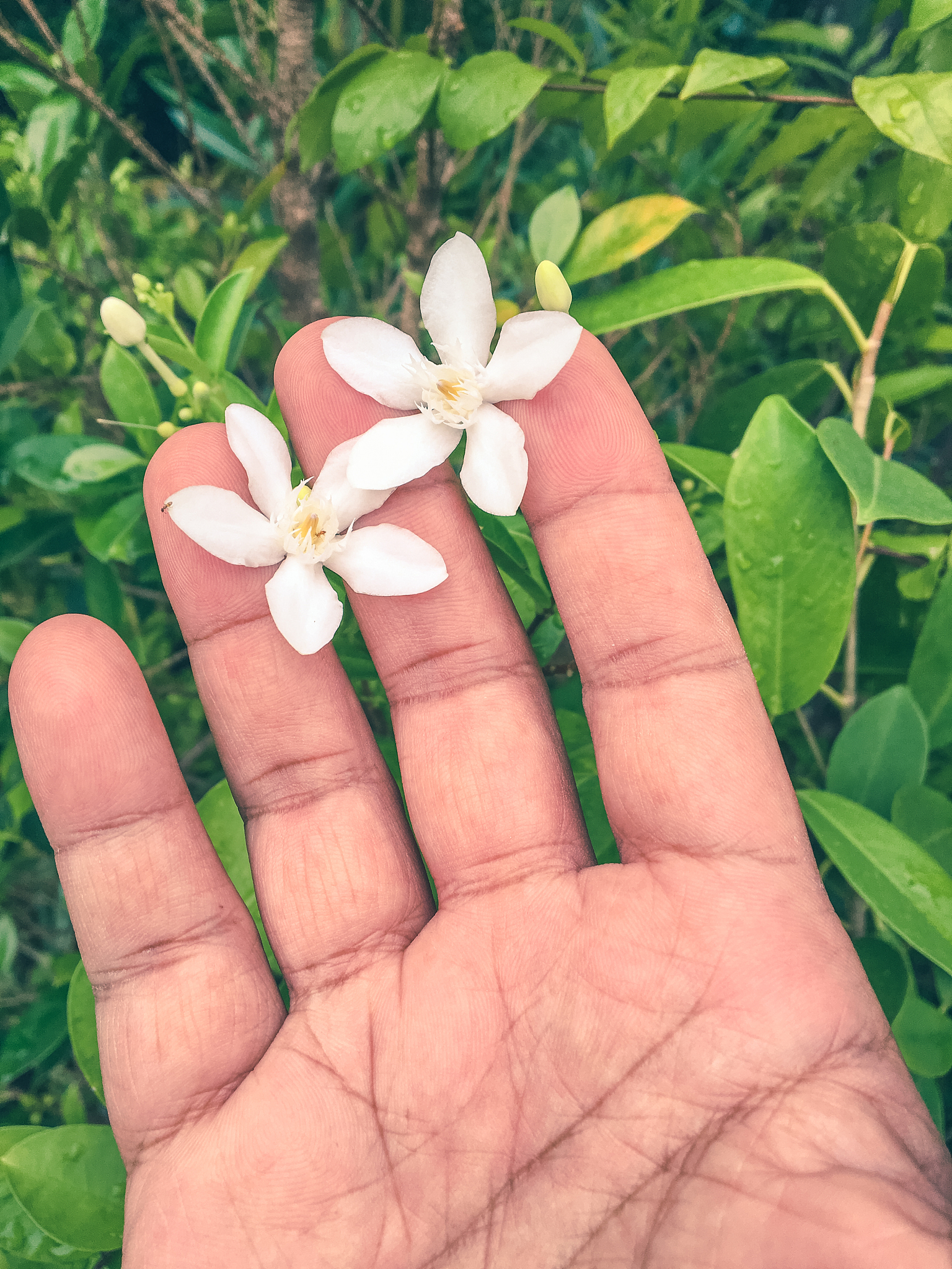 close-up of hand holding flowers