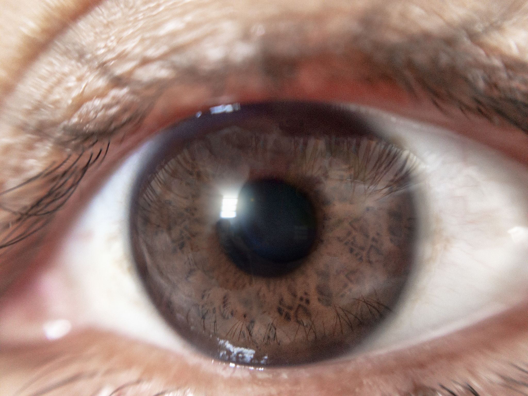 close up of a female brown eye