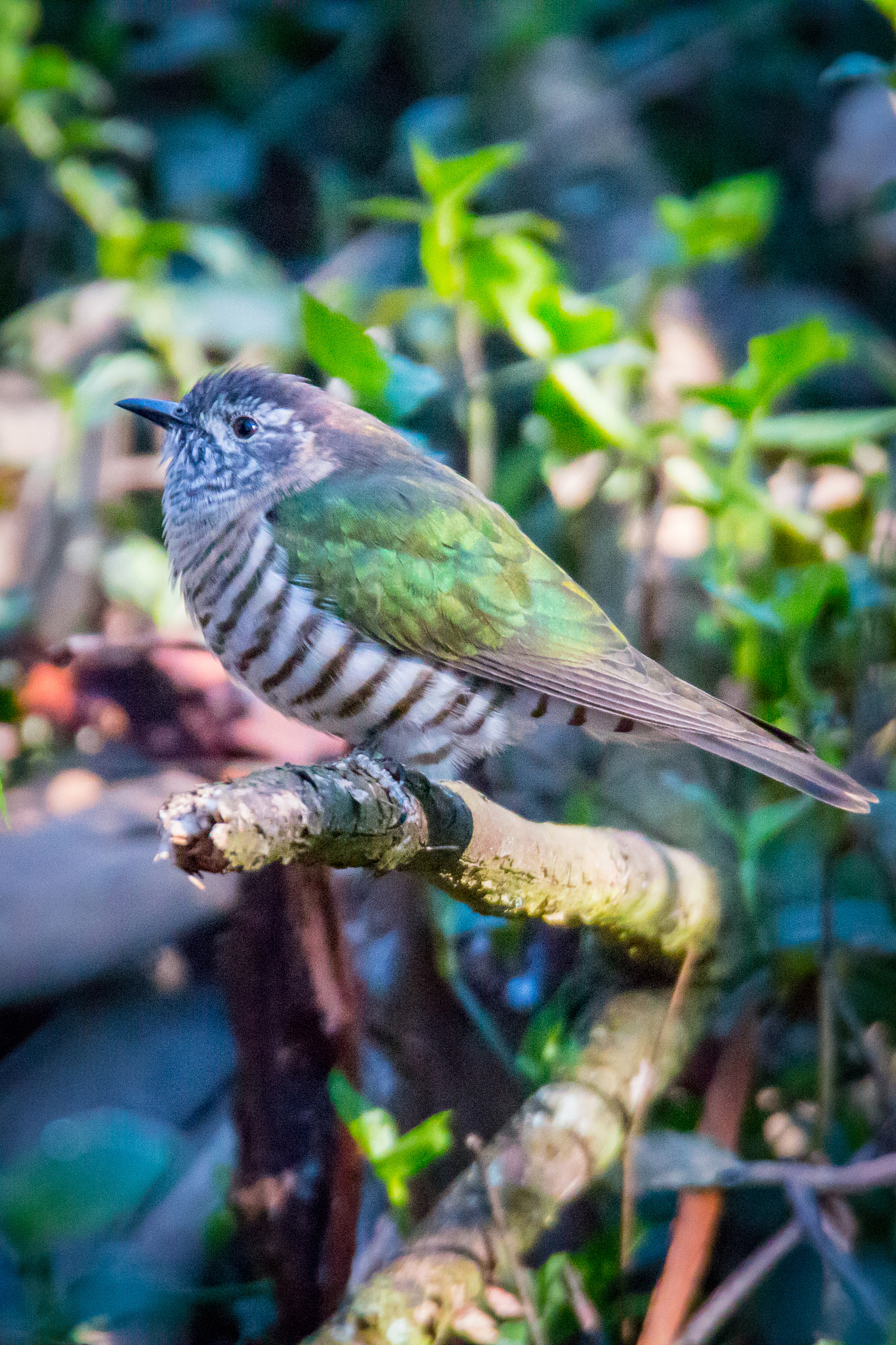shining-bronze cuckoo