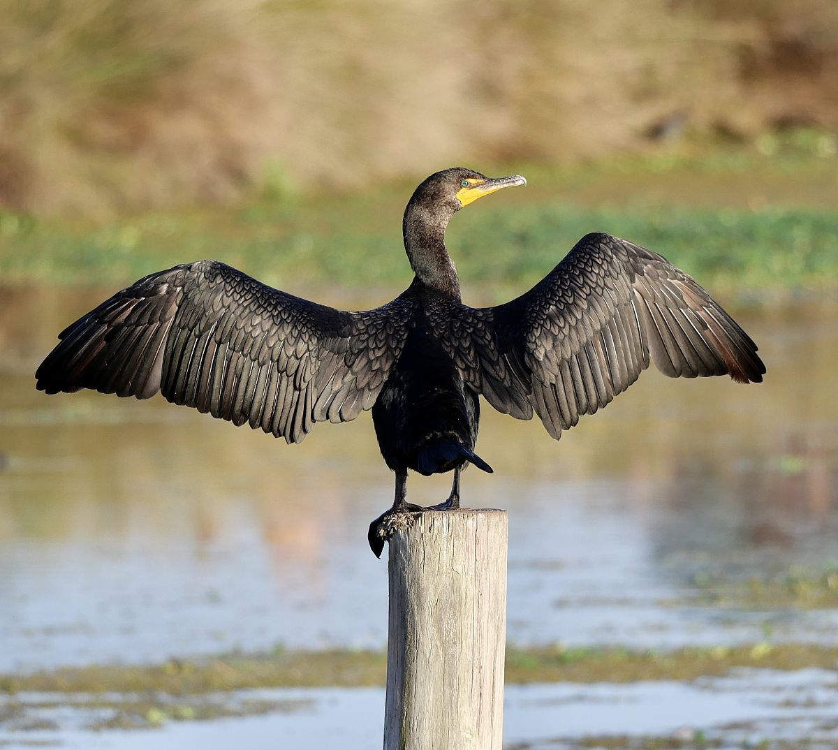对福祸无门惟人所召。然陷其身者皆为贪冒财利。进行解读500字左右