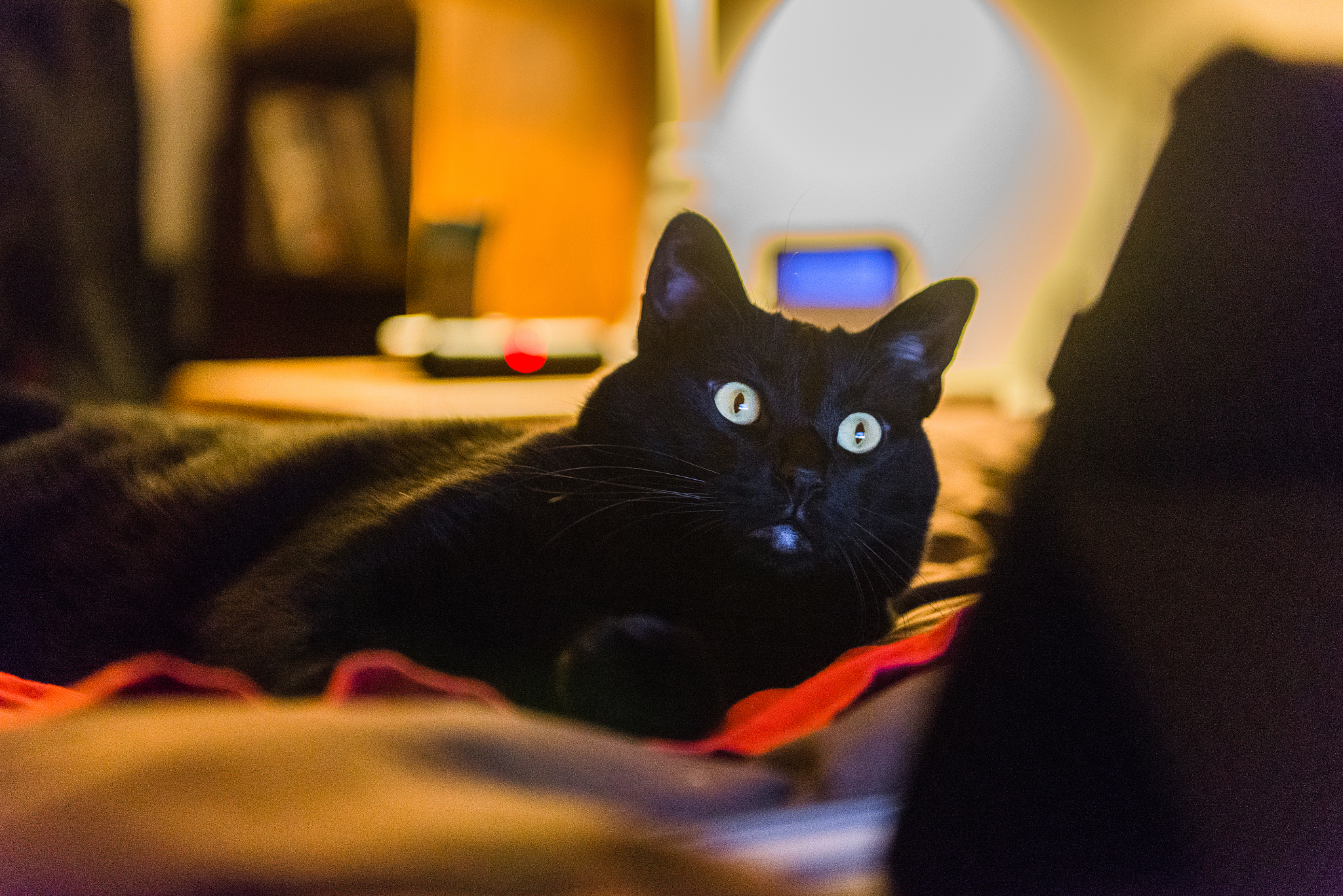 有翅膀的黑猫在操场上跳舞：奇幻想象力的精彩呈现