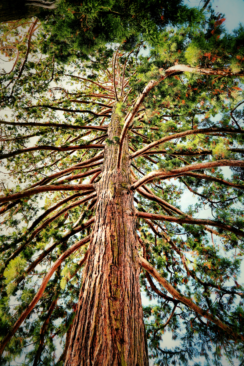 最昂贵的树种：揭秘哪些树木价值连城