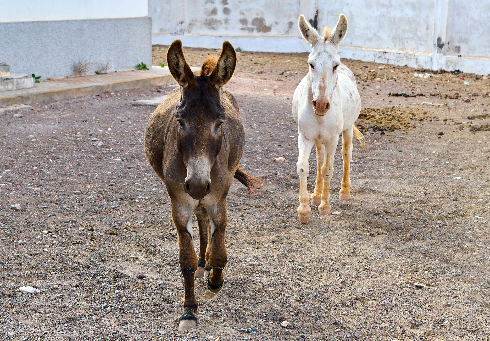 donkey from fuerteventura - canary islands