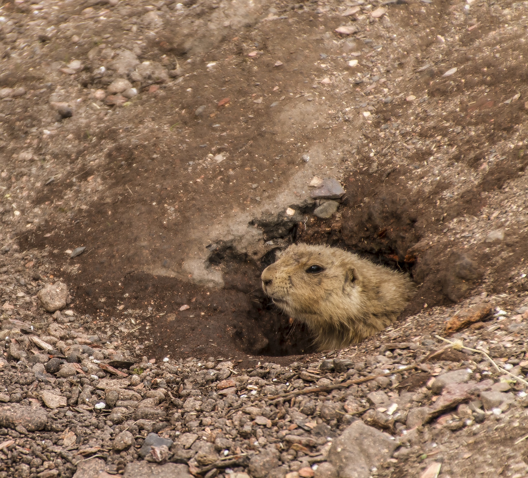 山中打洞剃平光，打一动物 - 裸鼹鼠的奇妙世界