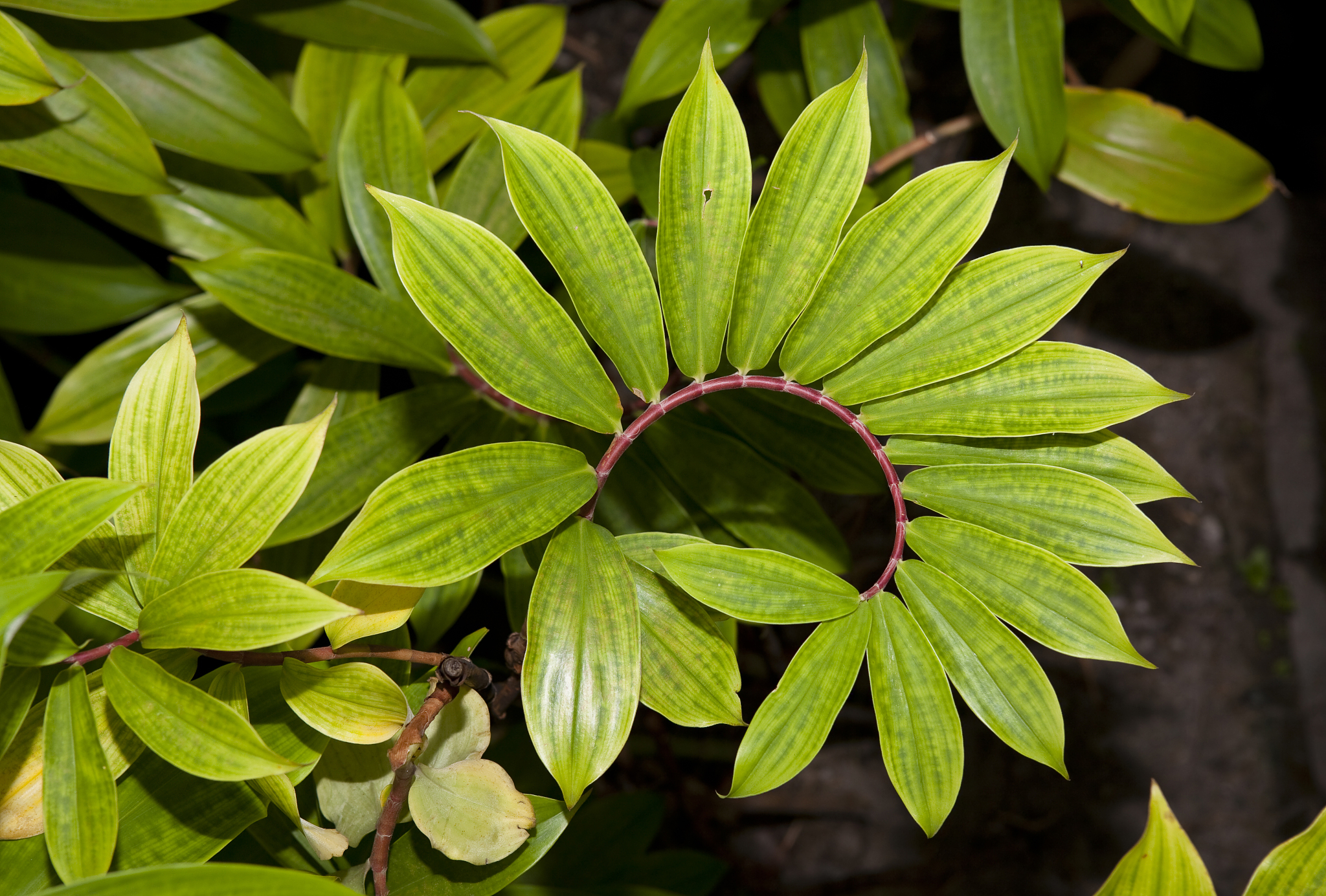 green leaf