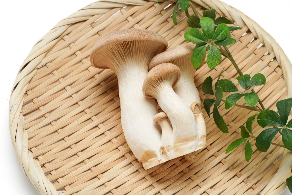 崇左市杏鲍菇的销售800字