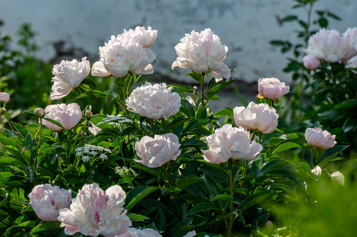 二花和金银花一样吗二花是什么植物2000字