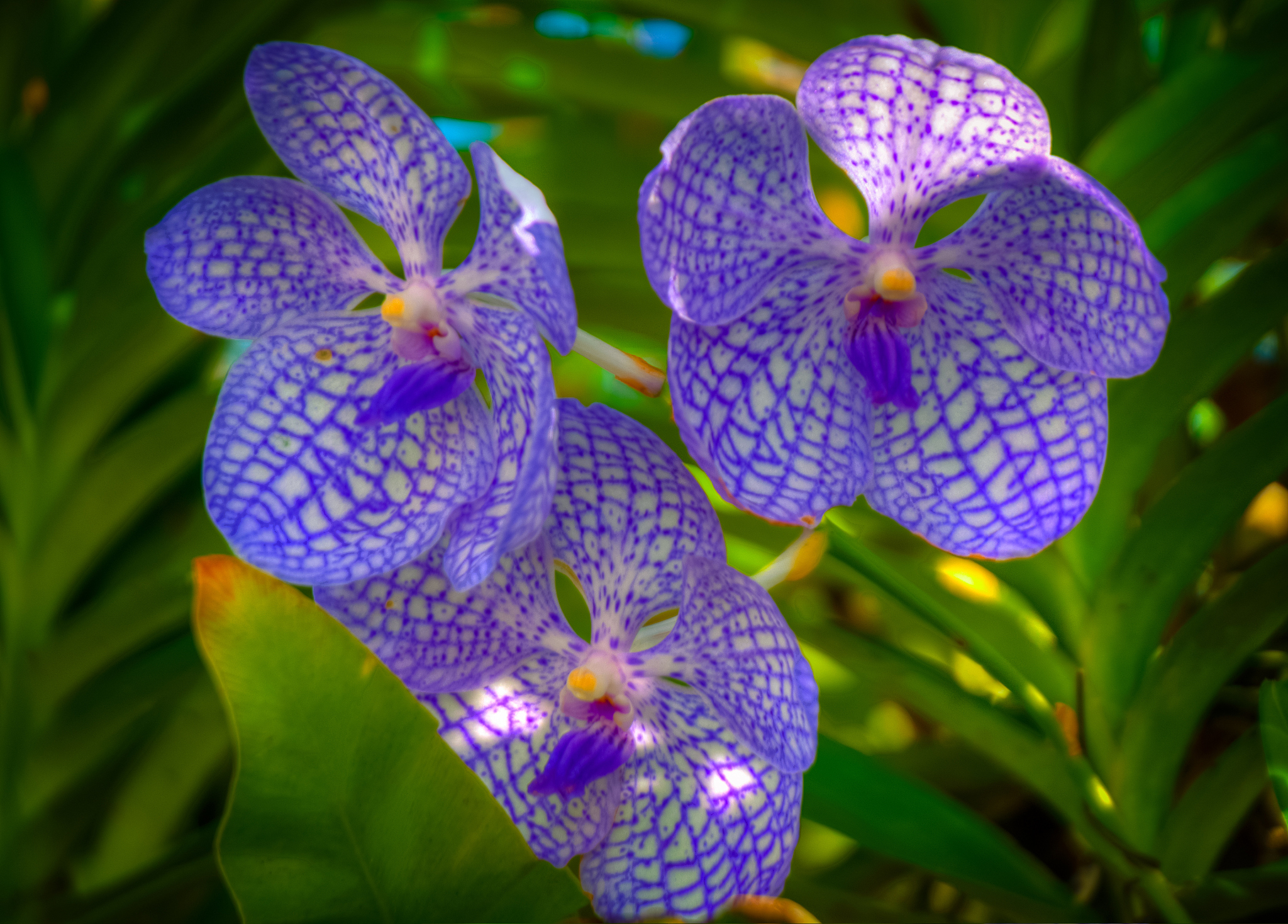 orchids