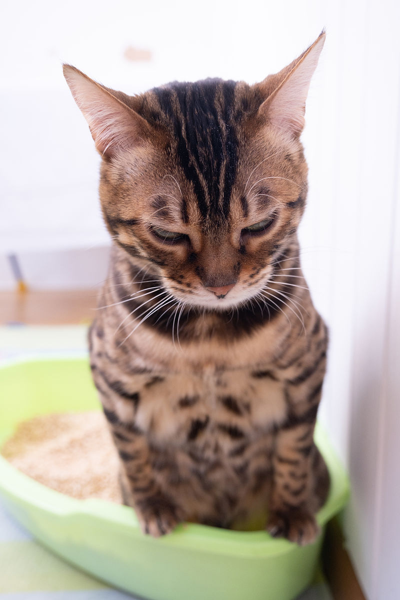 推荐几款价格亲民好用的猫砂