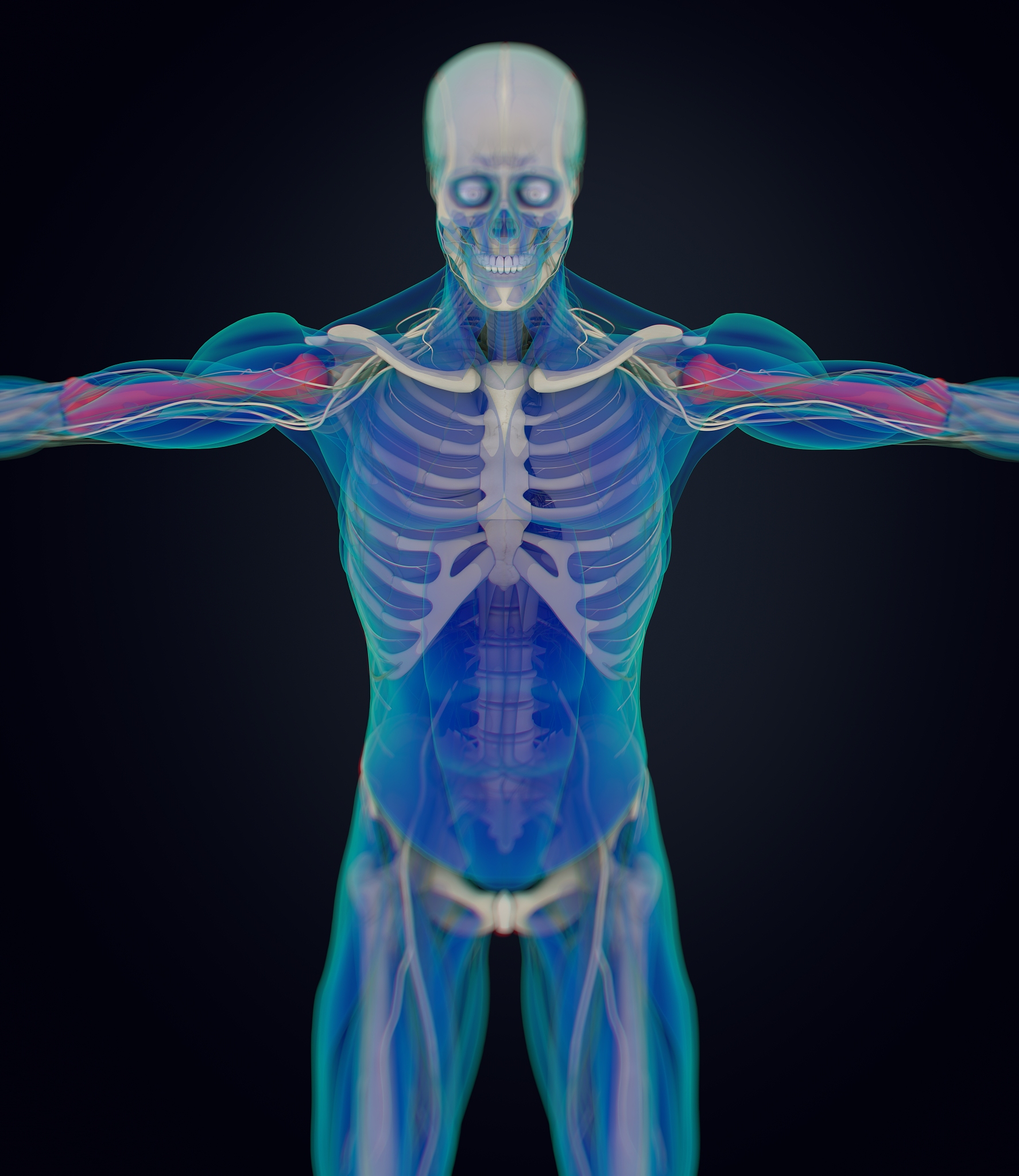 Spinal Model Preparation and Imaging for Medical Analysis