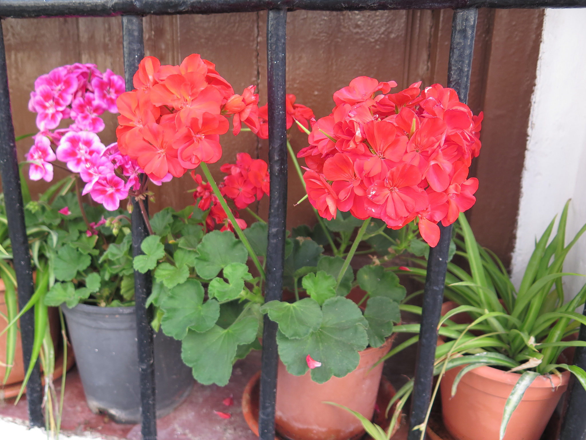 天竺葵为什么不能在室内养天竺葵的花期400字