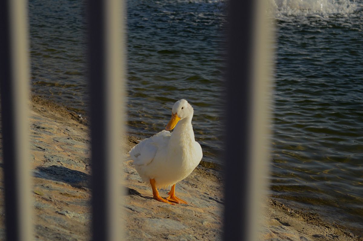 网上买的小鸭子怎么养