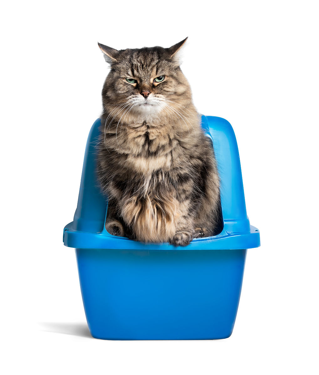 猫砂外贸：利润分析、运输成本及市场竞争