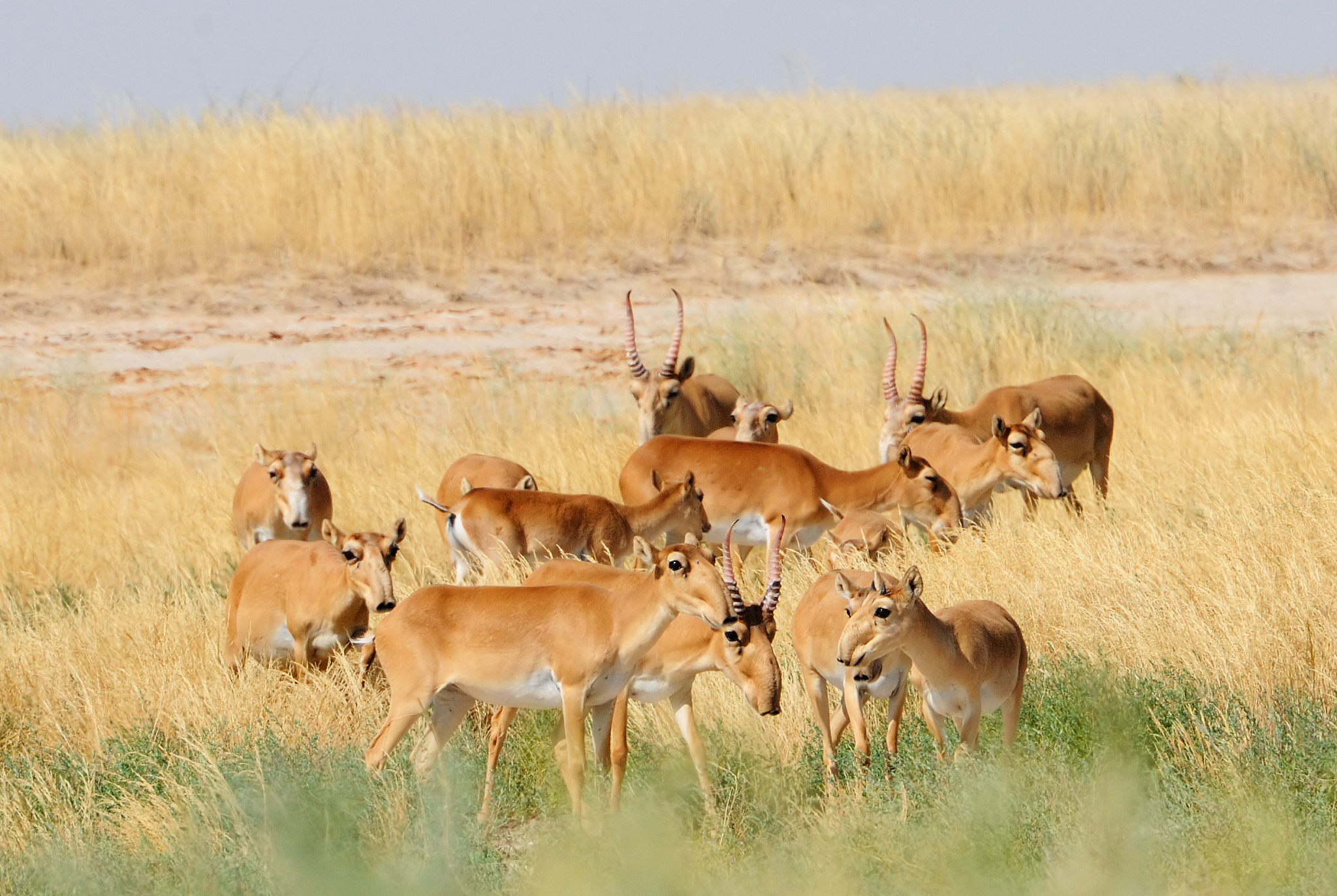 wild saiga antelope herd in kalmykia steppe