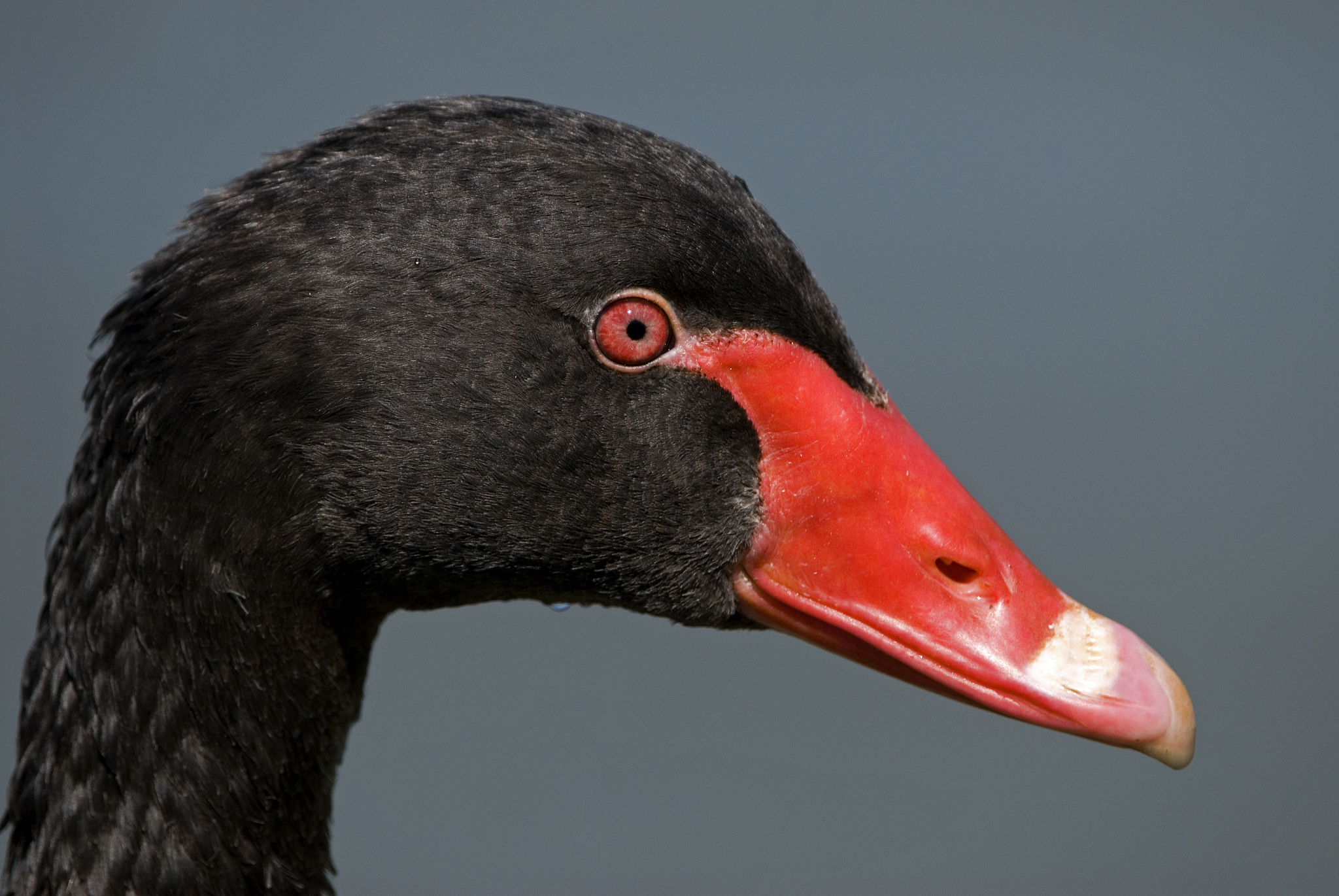 颠覆历史的“黑天鹅”：那些改变世界的意外事件