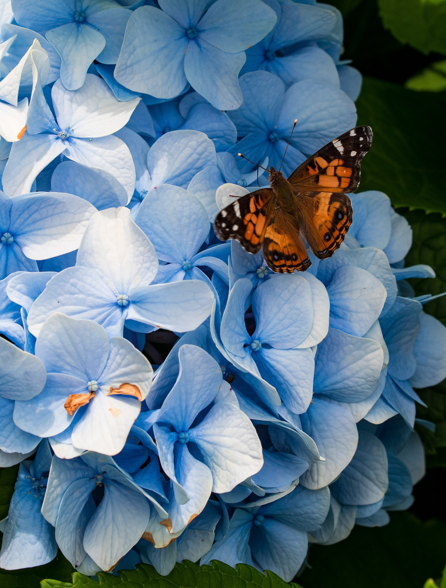 Butterrose: A Hybrid Flower Blending Butterfly & Rose