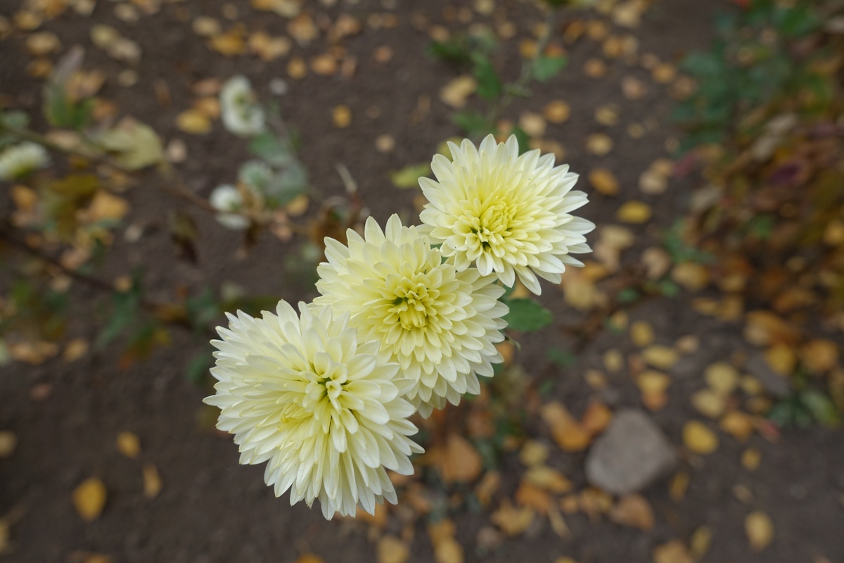 菊花象征意义：高贵、坚强、清高、孤芳自赏 | 300字深度解读