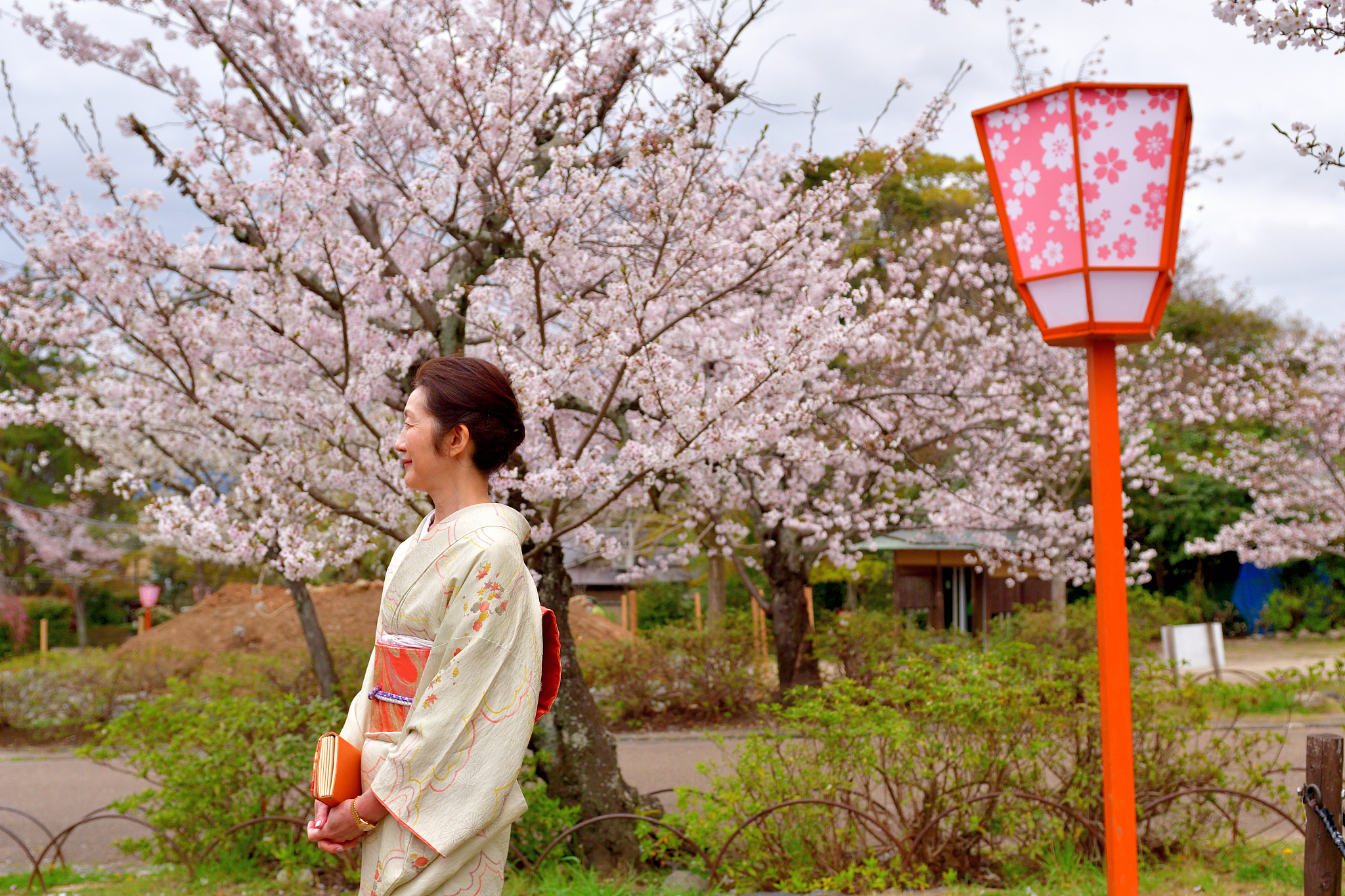 japanese woman in kimono enjoying cherry blossom in maruyama par