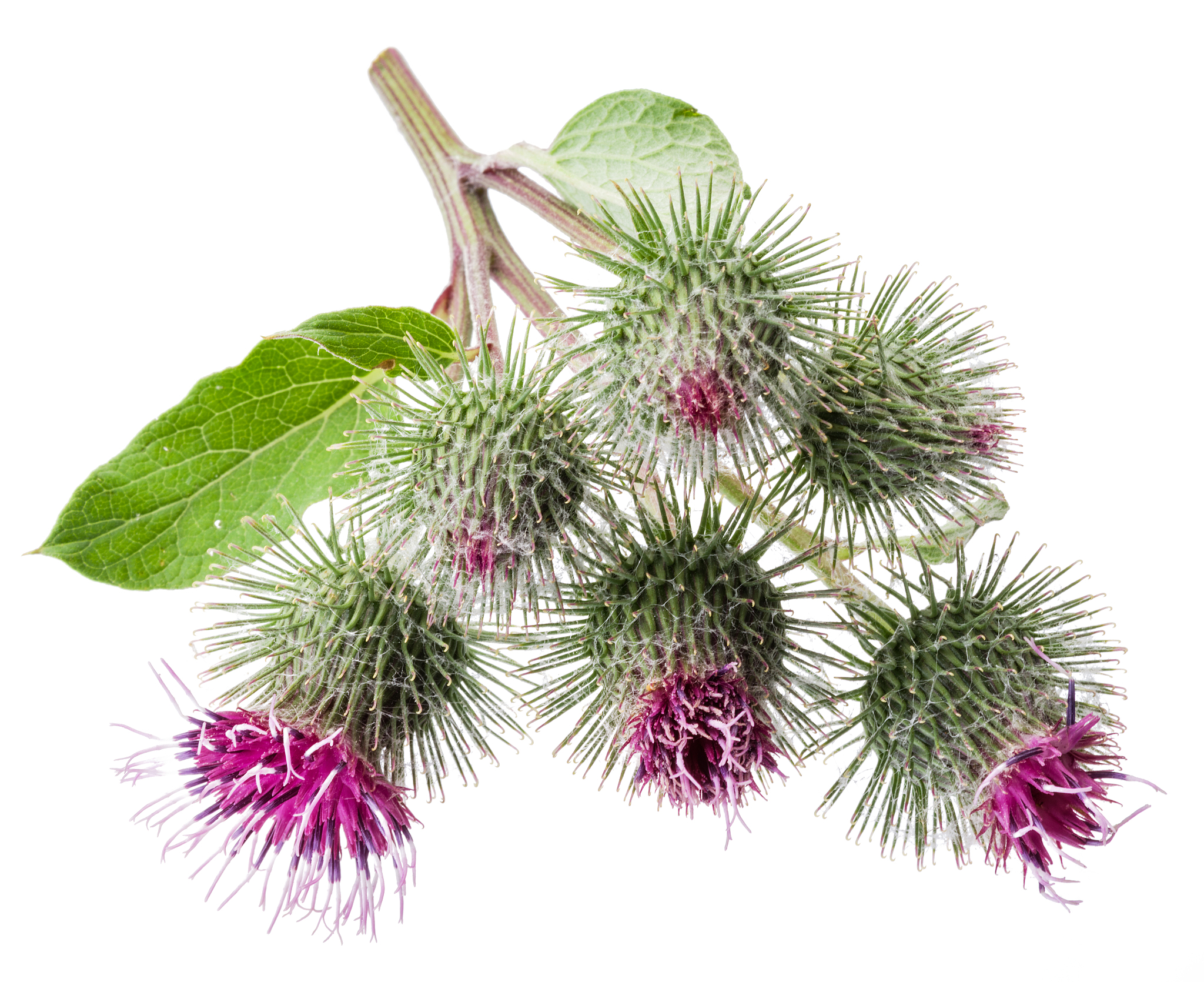 prickly heads of burdock flowers isolated on white background.