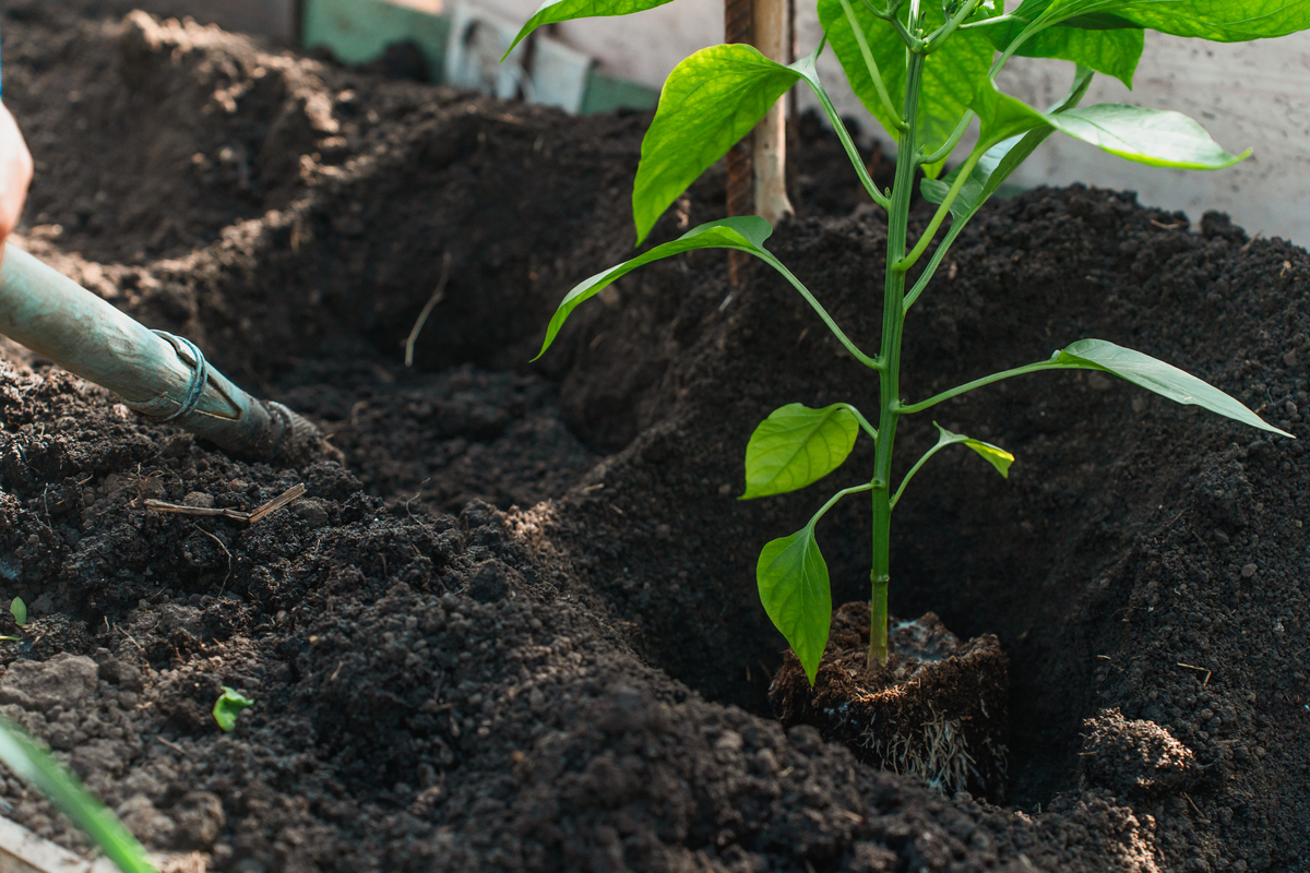 白薯秧用地下生长素泡吗？促进生长技巧大揭秘！