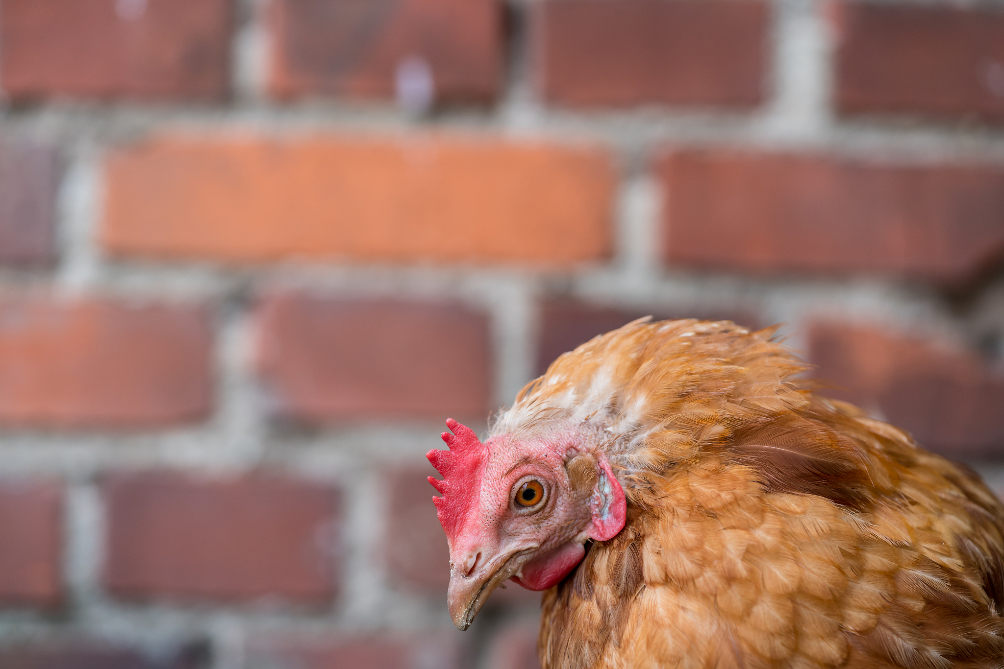 chicken