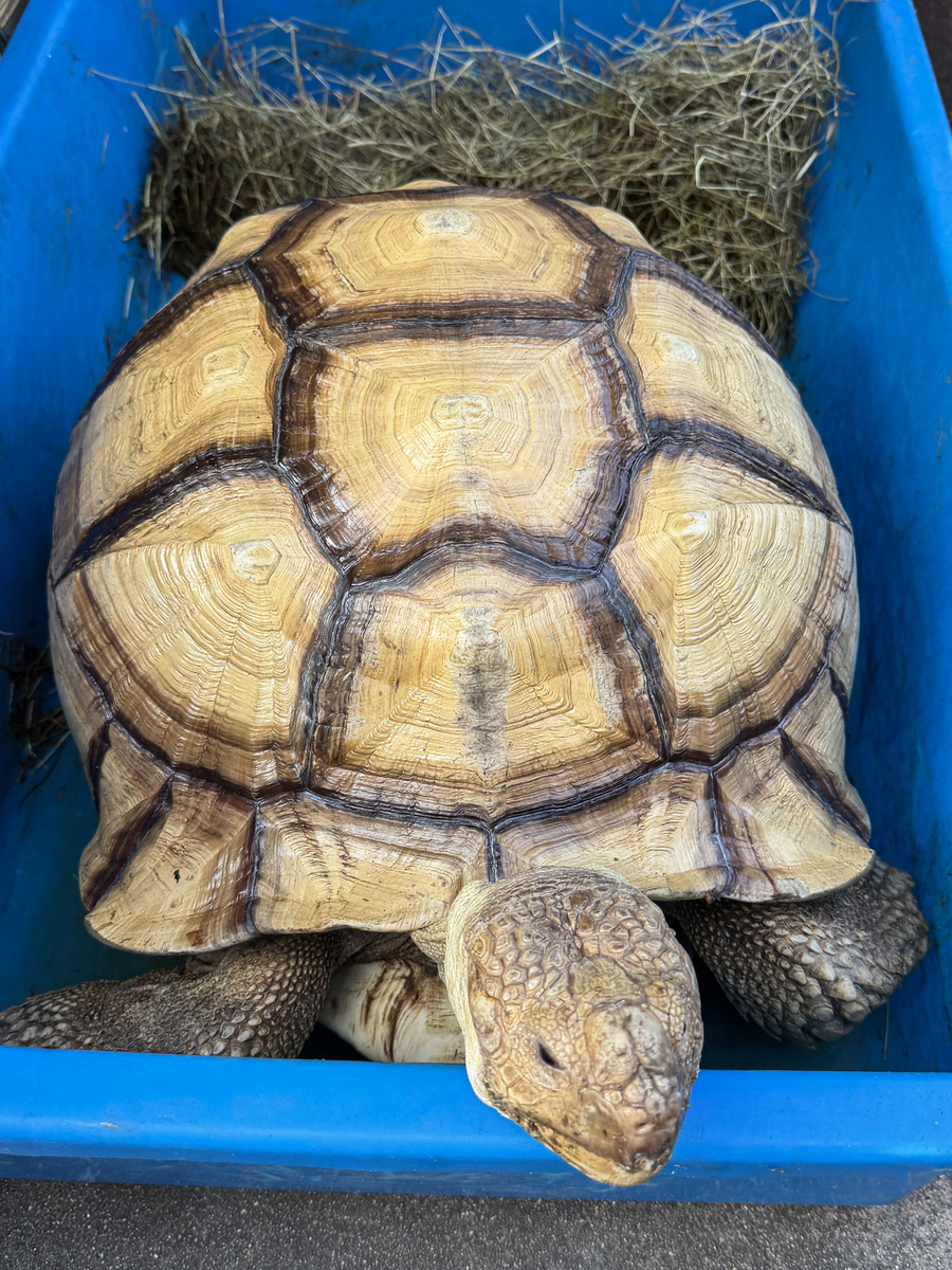 非洲刺<strong>龟</strong>(centrochelys sulcata)的特写图像,放在蓝色