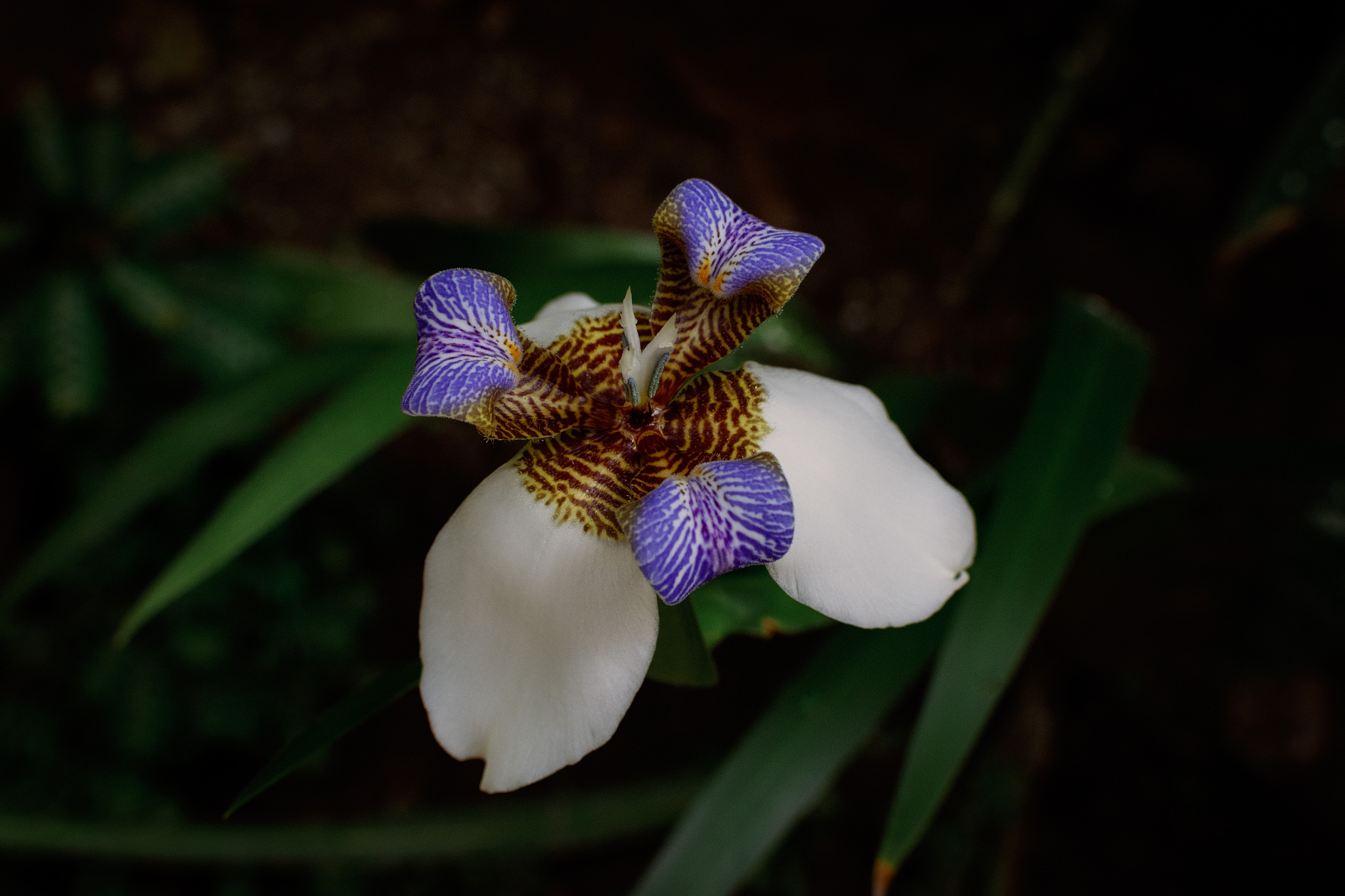 close-up of white flower on plant