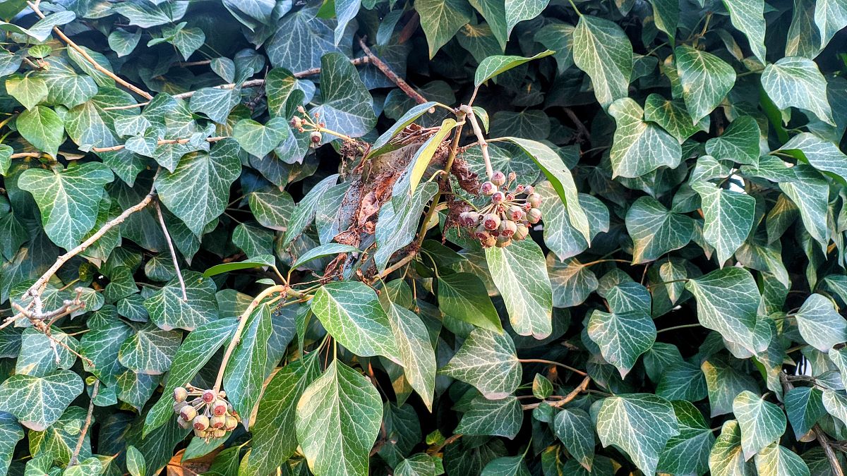 红薯象甲的危害及防治方法