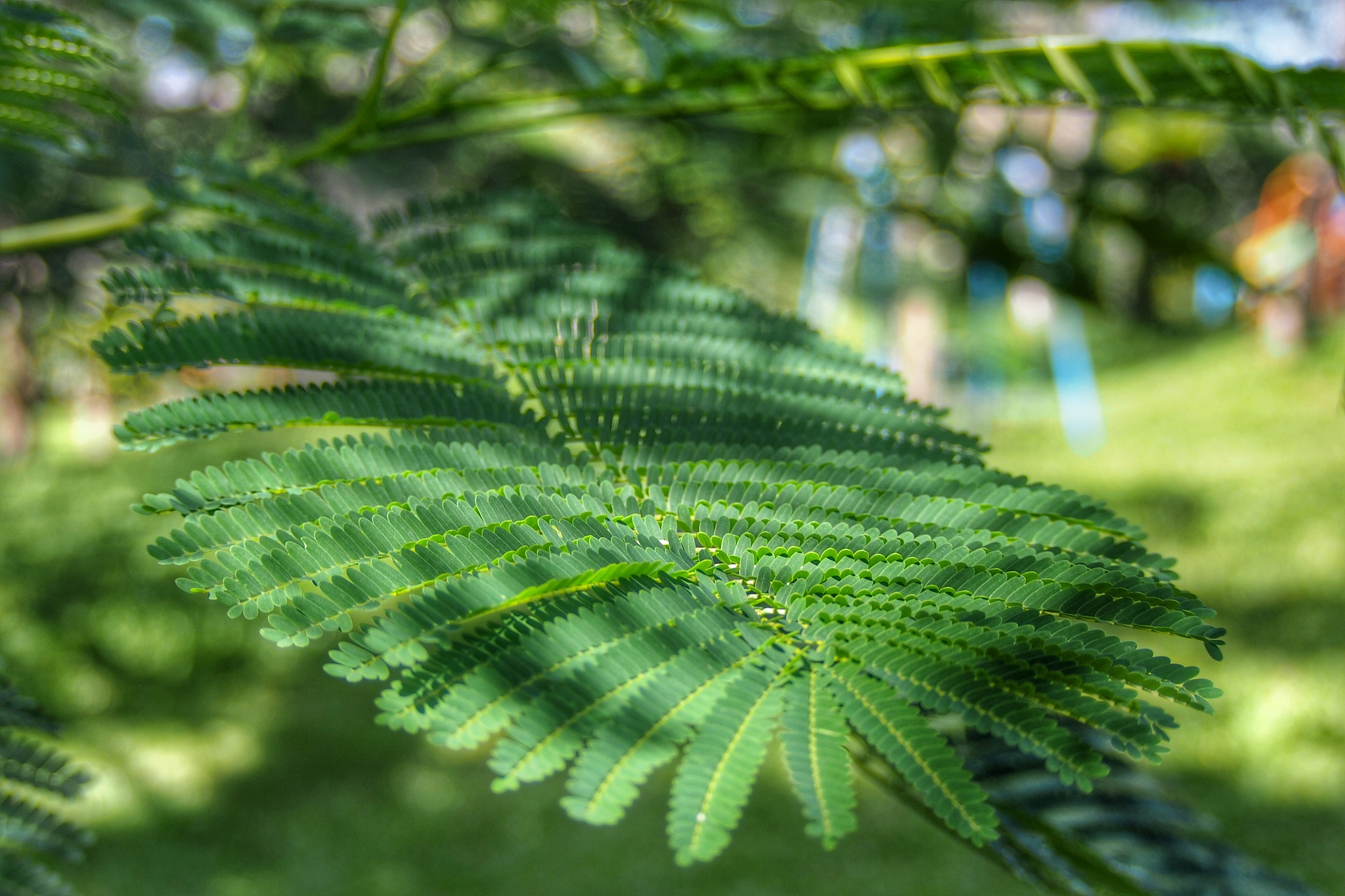 green leaves