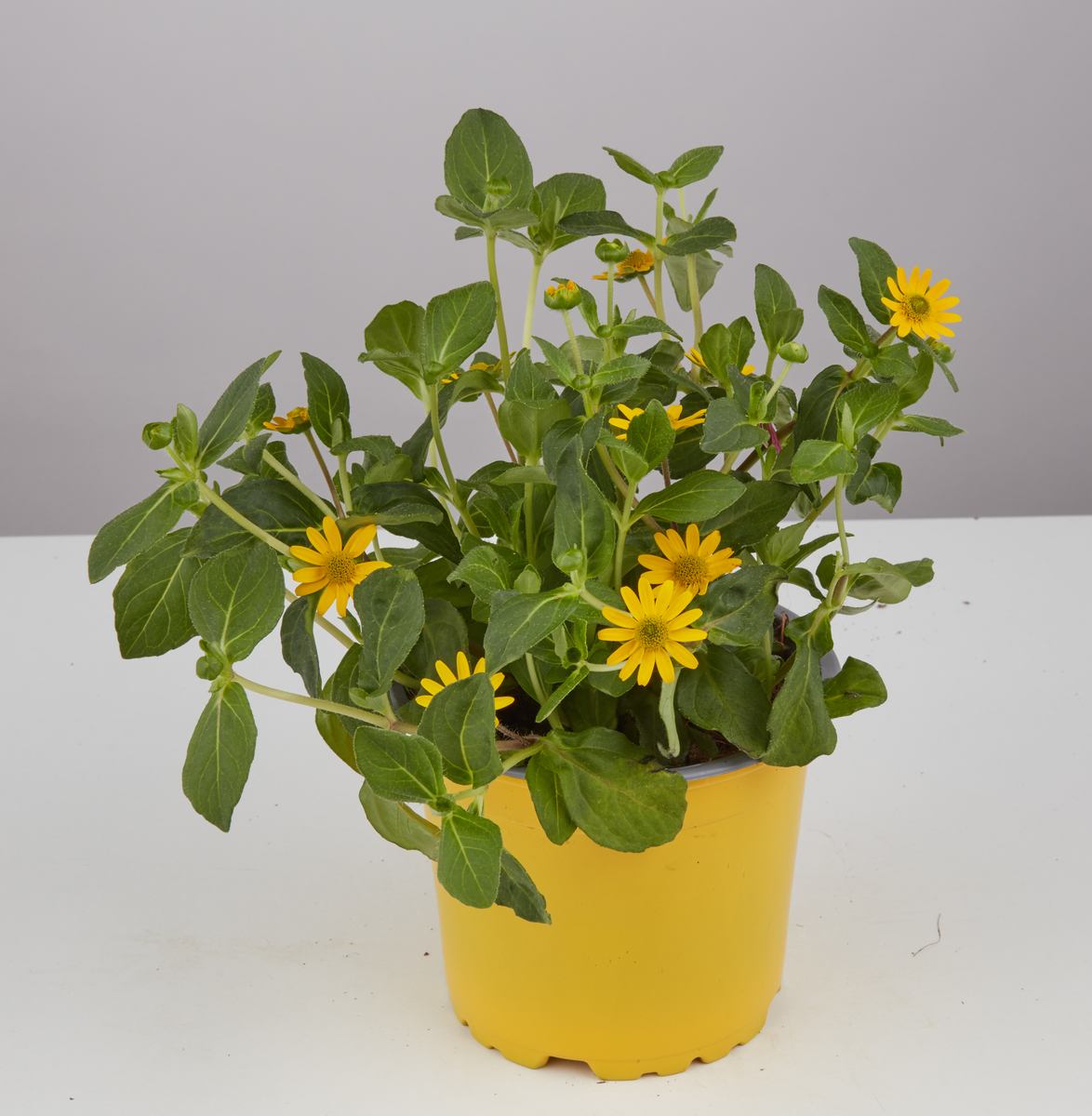 Journal of Plant Ecology期刊研究范围详细介绍