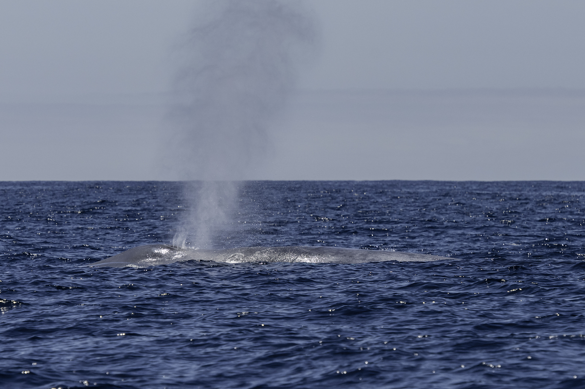1对呼吸功能的客观评估有哪两类？ 2呼吸功能分为哪两大类？ 3呼吸系统模型中哪些变量可被直接测量哪些不可以？ 4除了穿刺还有什么方法用来测量胸膜表面压力变化？为什么？5呼吸气体流量计的计算公式中ΔPQ和R各代表什么？ 6肺容量相关的定义有哪些？ 7氮冲洗法可以用来测量肺容积参数中的哪个参数？8生理死腔测量需满足什么假设？