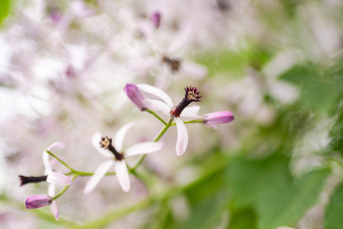 描述一篇春天的文章