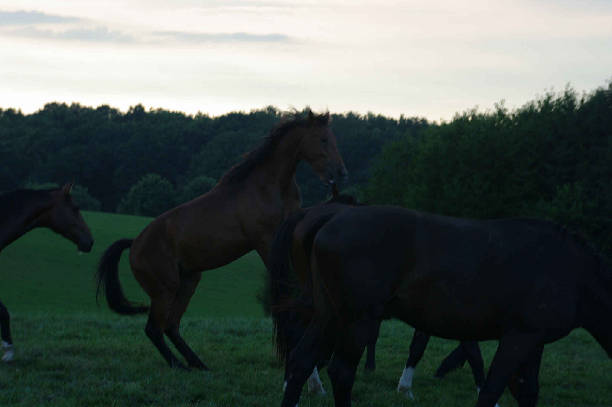 playing horses