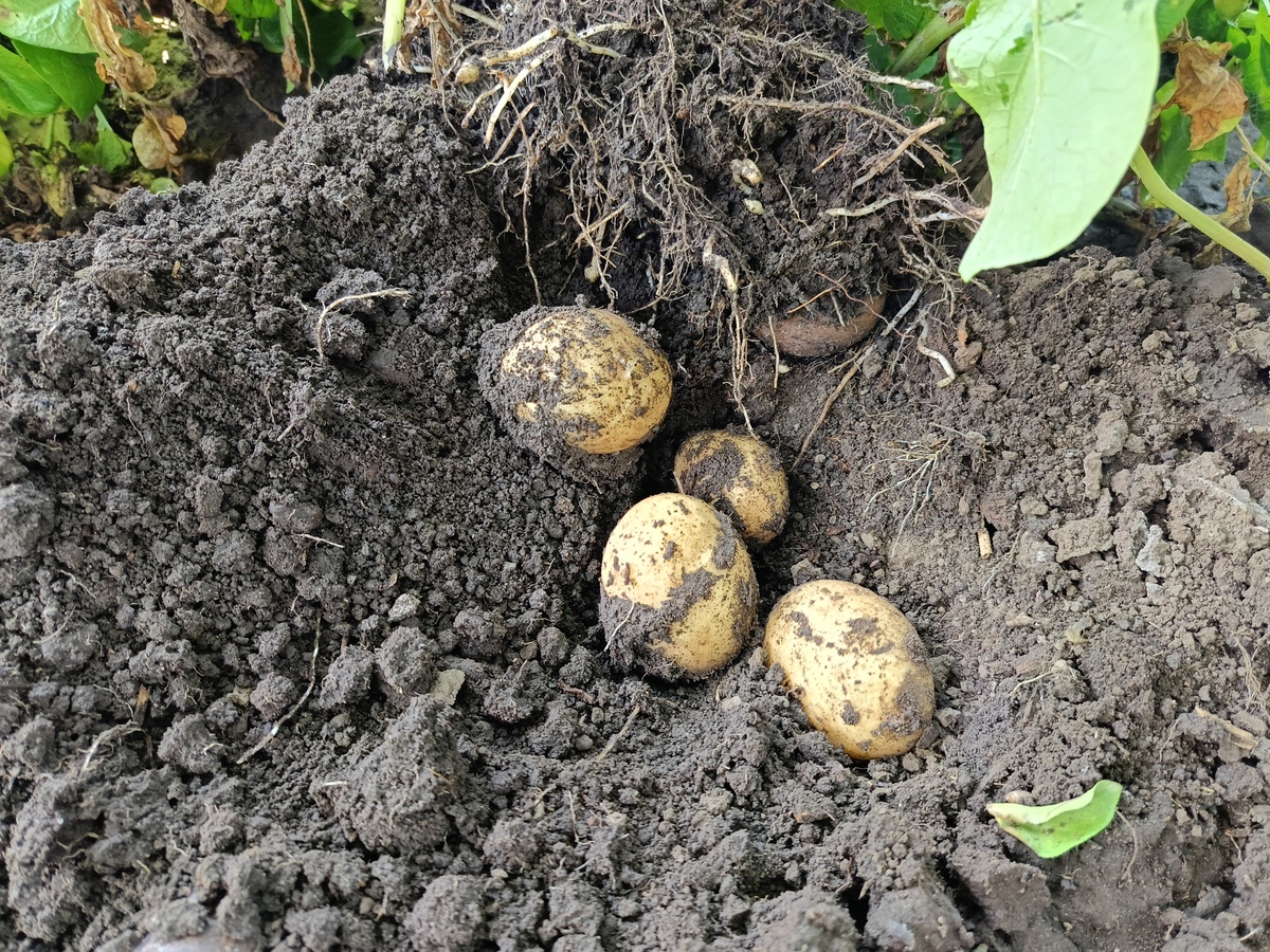 4马铃薯品种退化的原因及其防止措施。