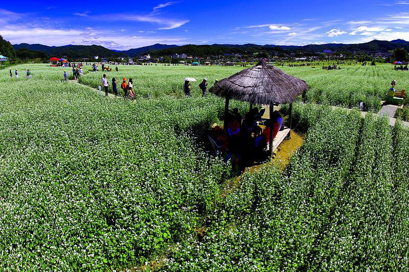 buckwheat field,bongpyeong,pyongchang-gun,gangwon