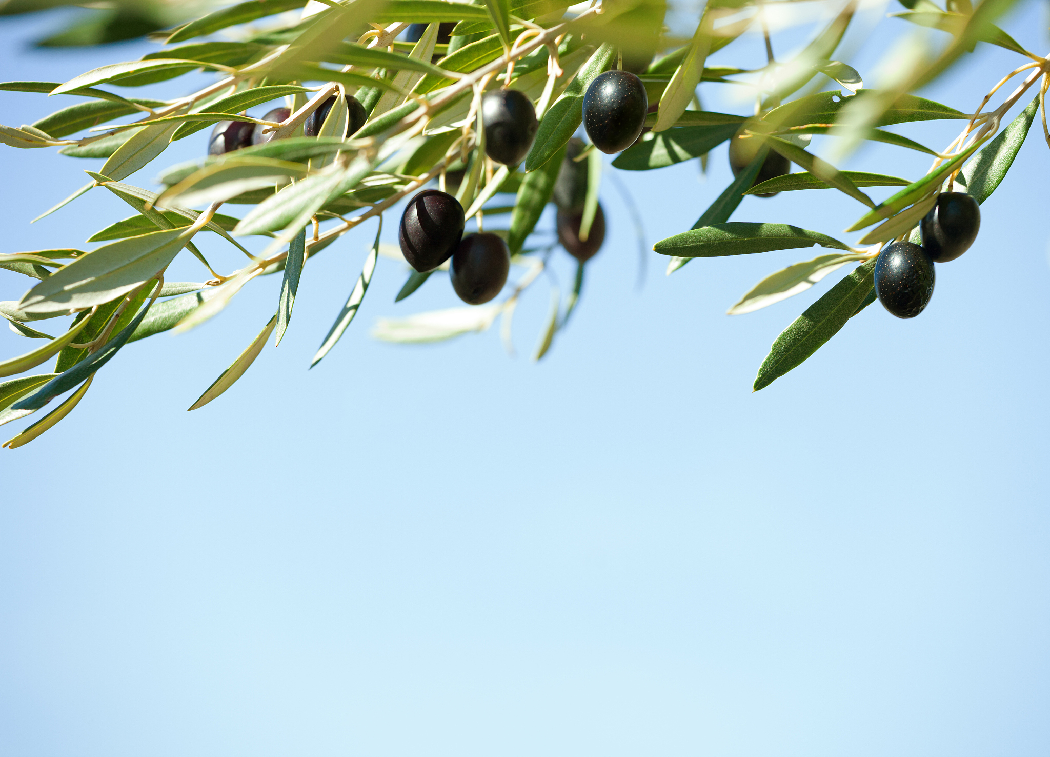 black olives
