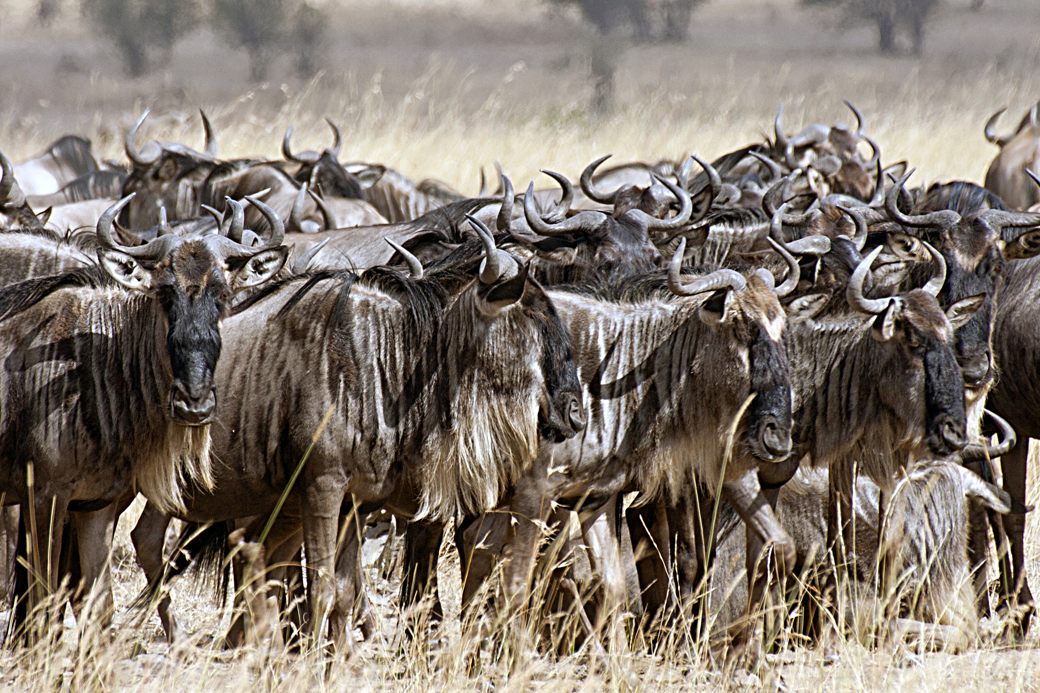 herd of white-bearded wildebeest also called gnu
