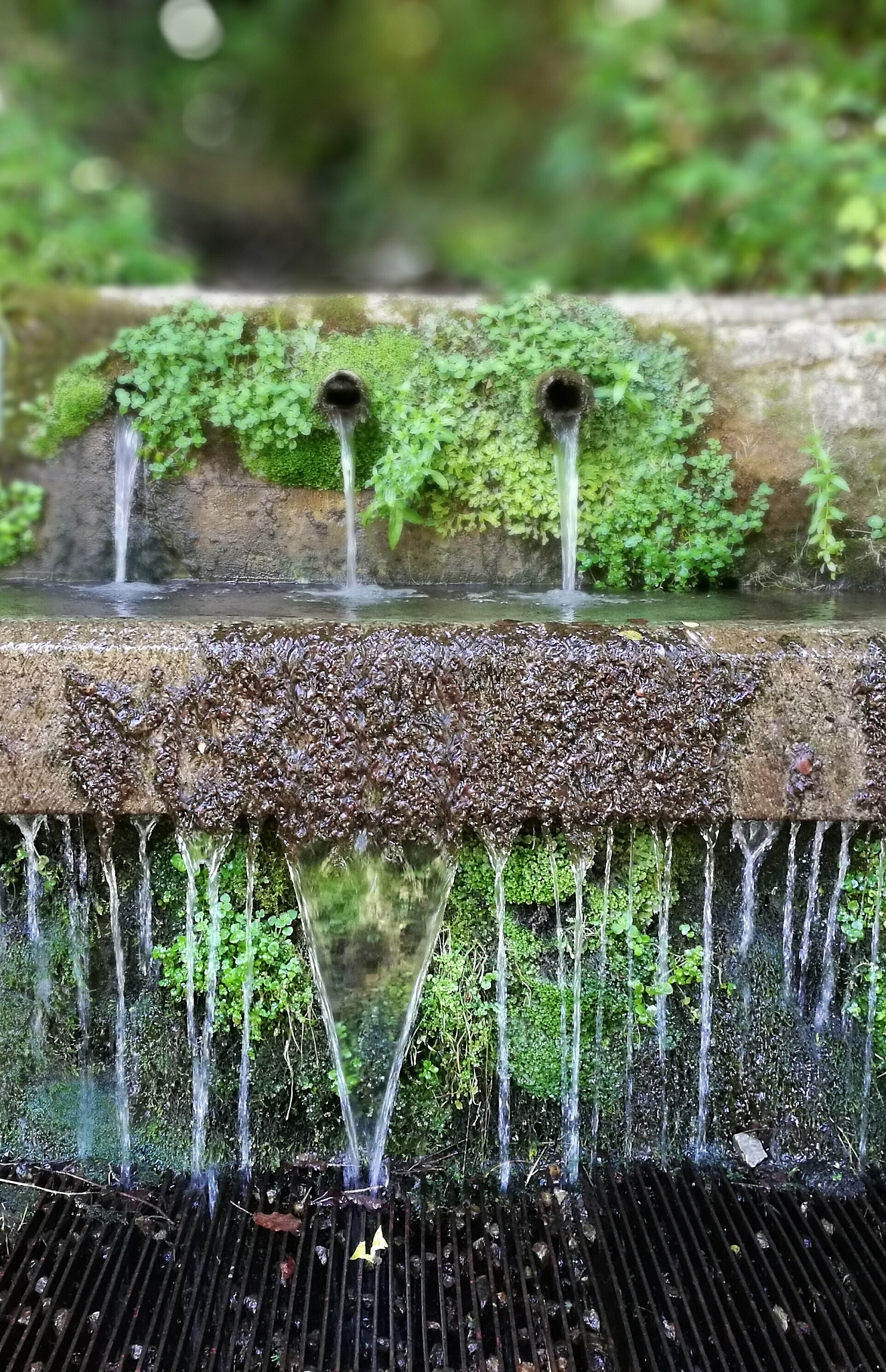 为什么小型浮游植物的压舱作用更低