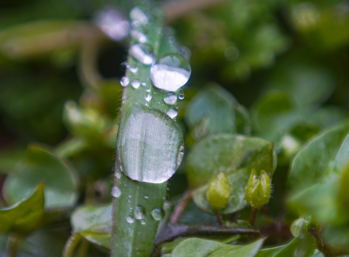 雨天心情：享受不同气息，雨天的好处有哪些？