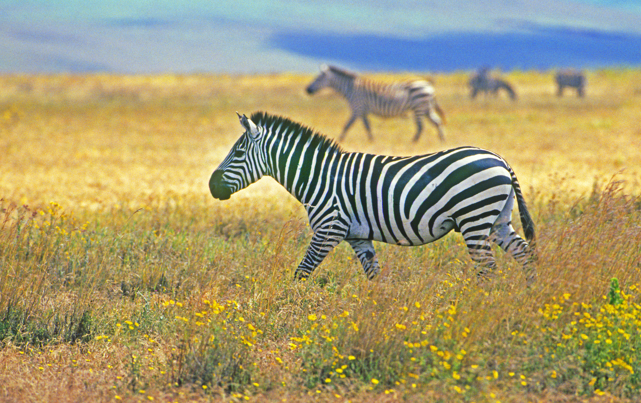 african zebrs on safari
