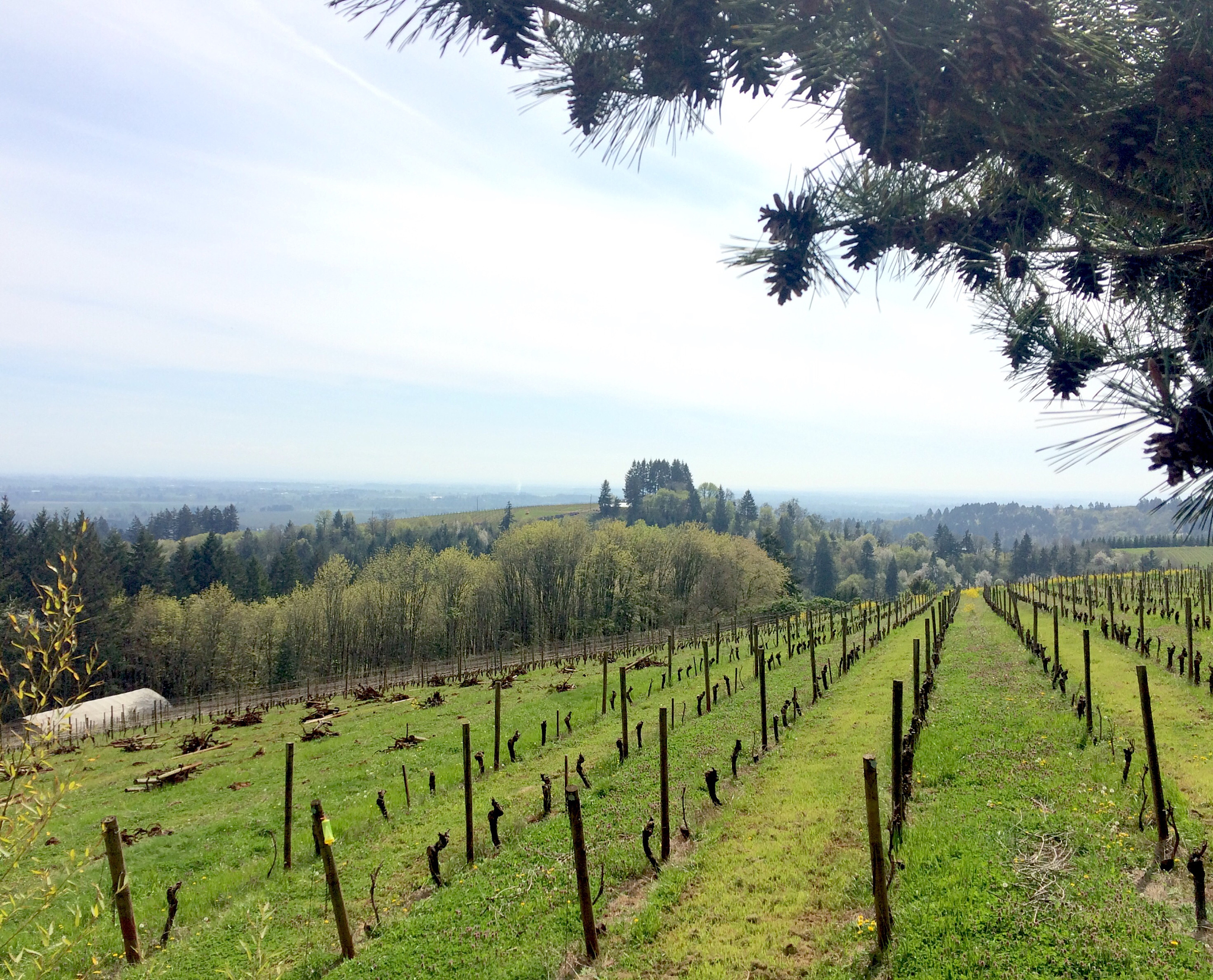 I have a very close relative who lives in Walnut Creek directly across from Mt DiabloWe are both wine enthusiasts We used to take the wine train up through Napa every year at the red grape Harvest tim