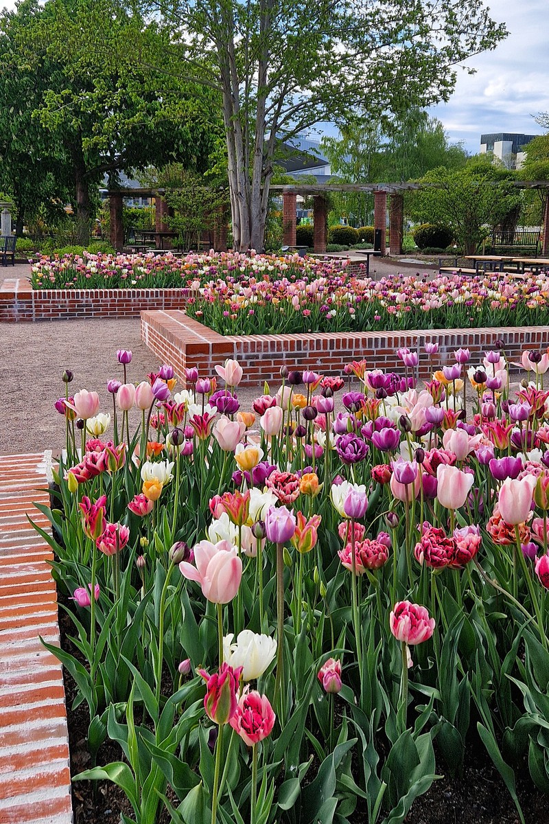 耧斗菜和郁金香搭配种植：打造美观实用景观