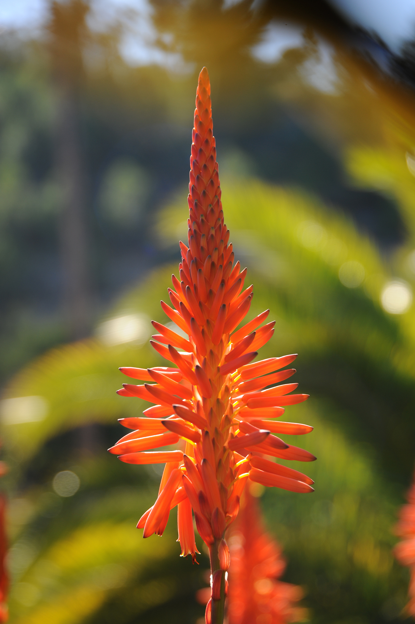 aloe in blüte, rot, spanien