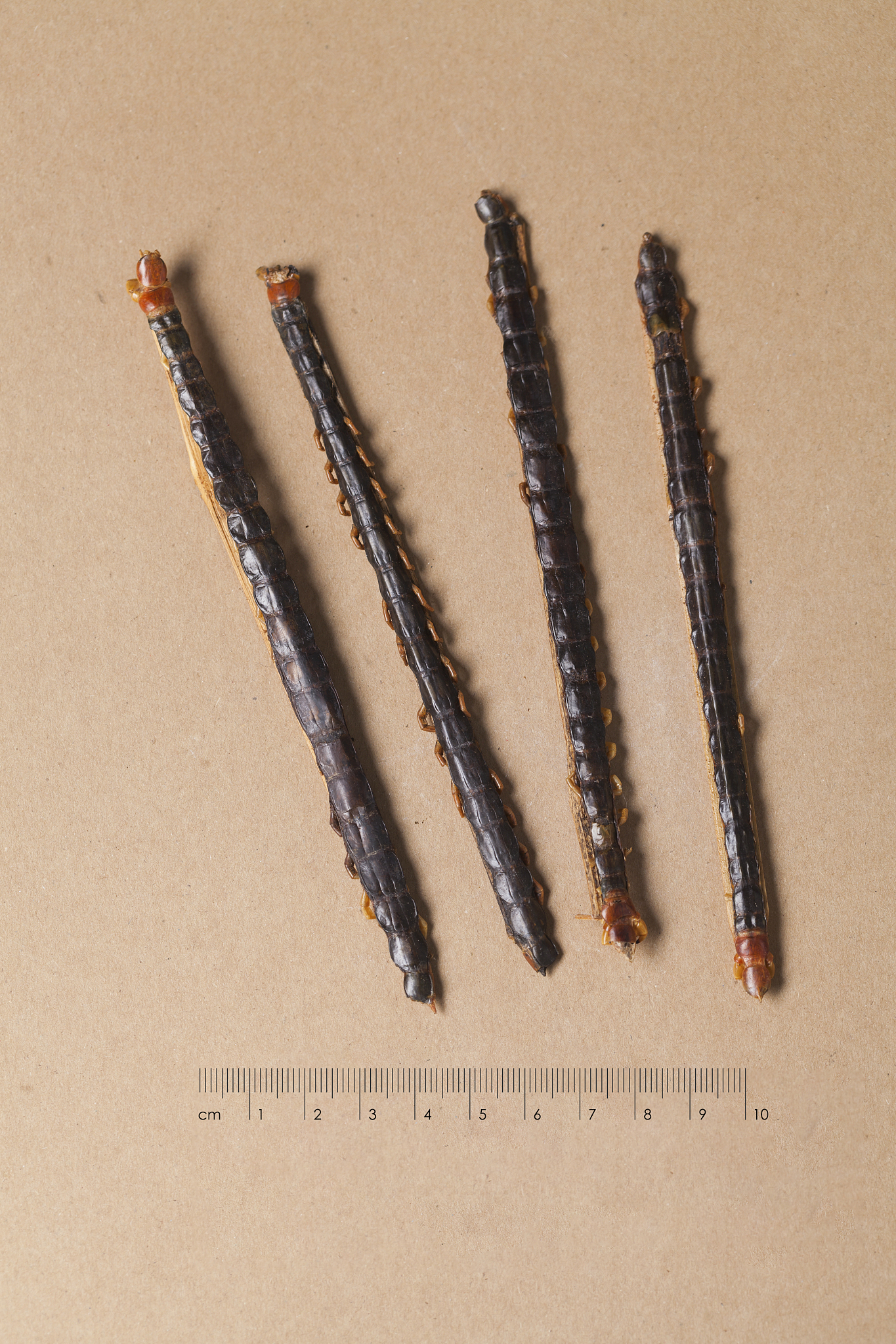 你能帮我阅读文献吗