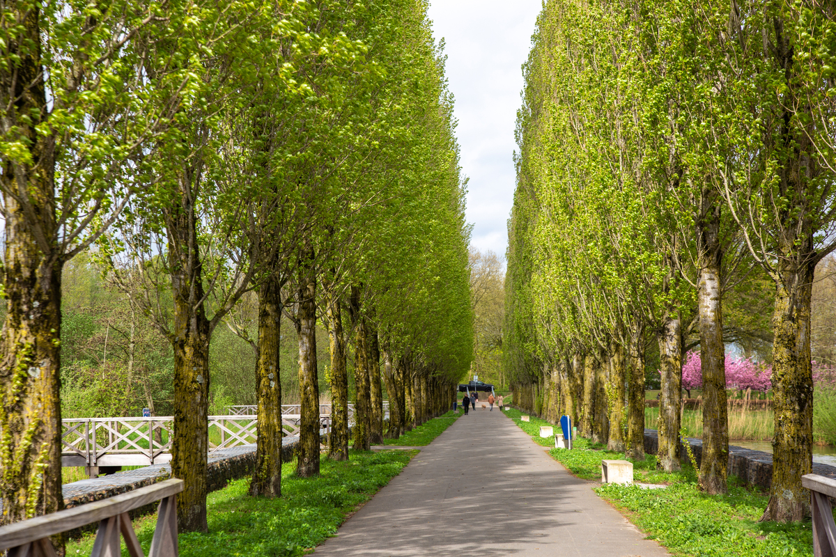 西安东三环道路绿化主要植物：槐树、法桐、白蜡树、银杏树、紫薇