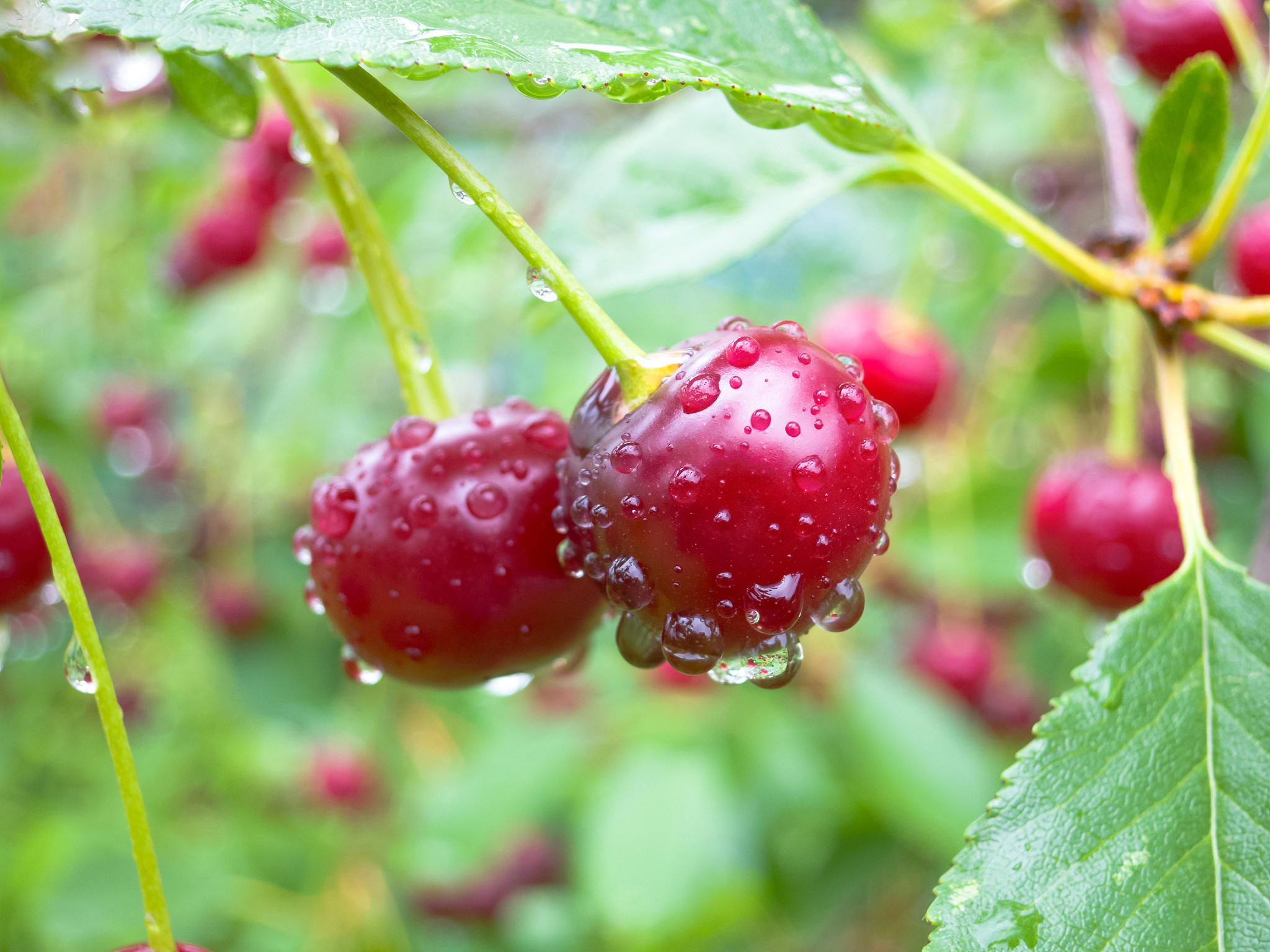red cherry berries on a tree branch with water drops. the backgr
