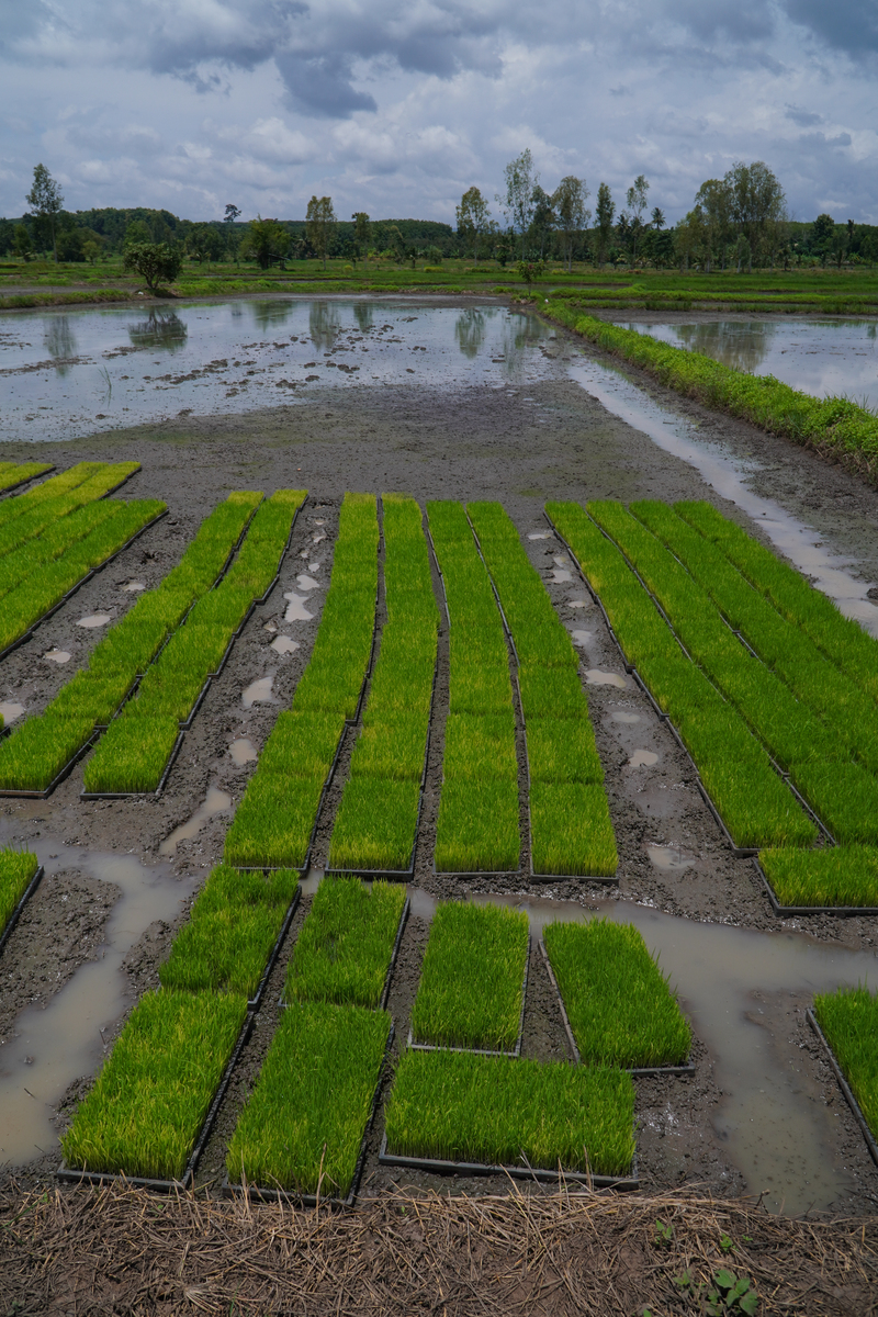 水稻生育期及生长情况调查结果公布：全市水稻长势良好，产量有望突破