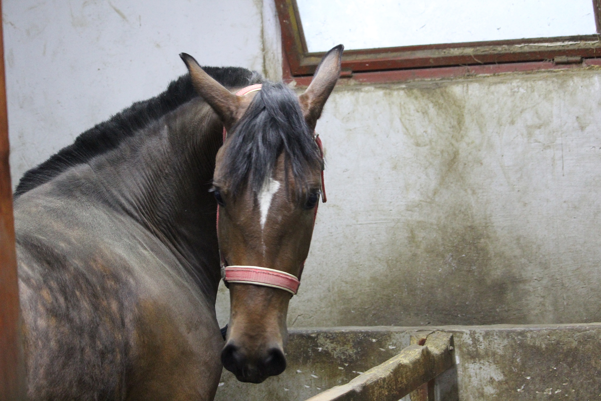horse