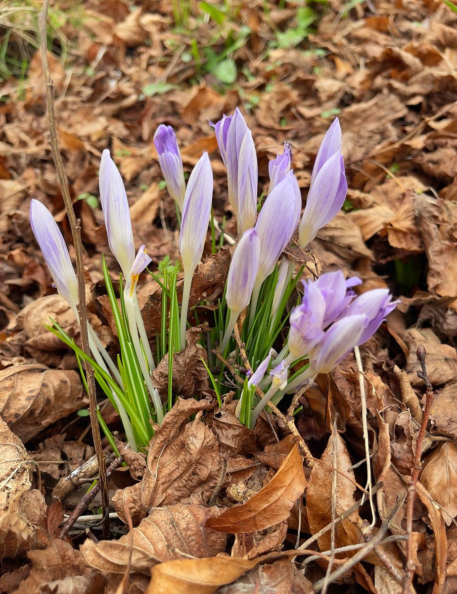 番红花属
